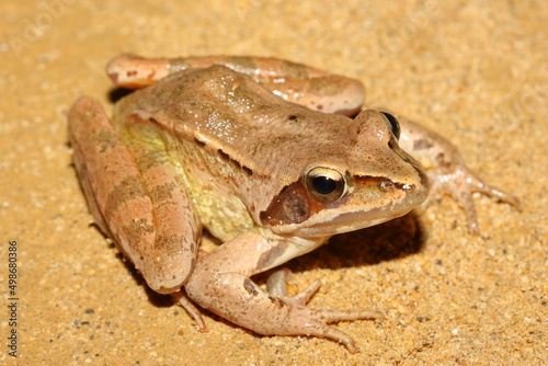 The agile frog (Rana dalmatina) in sandy natural habitat