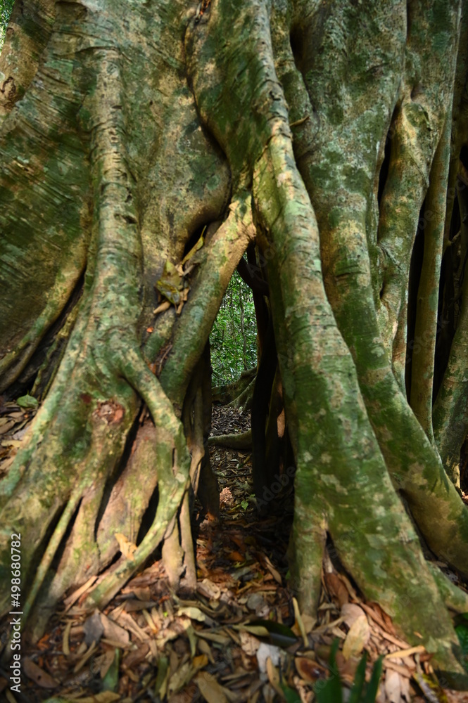 banyan tree in the forest