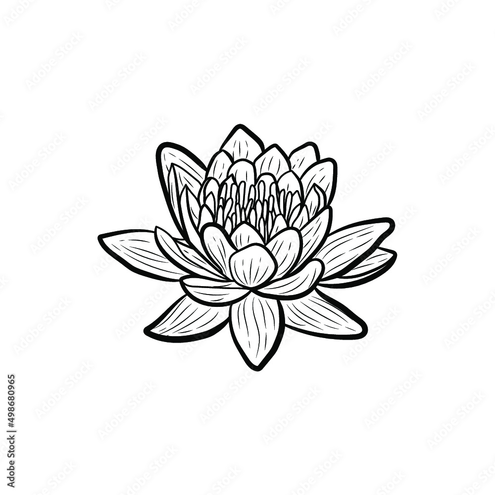 Lotus. Botanical illustration. Line art flowers Lotus. Botanical illustration. Line art flowers