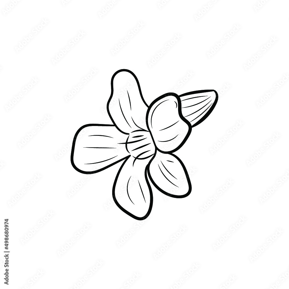 Botanical illustration. Line art flowers