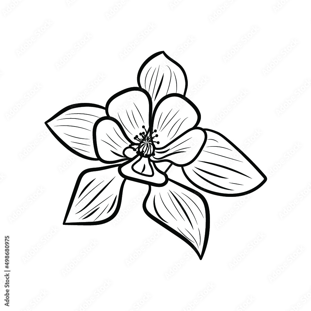 Obraz premium Botanical illustration. Line art flowers