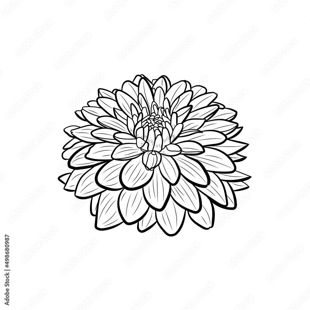 Dahlia. Botanical illustration. Line art flowers Dahlia. Botanical illustration. Line art flowers