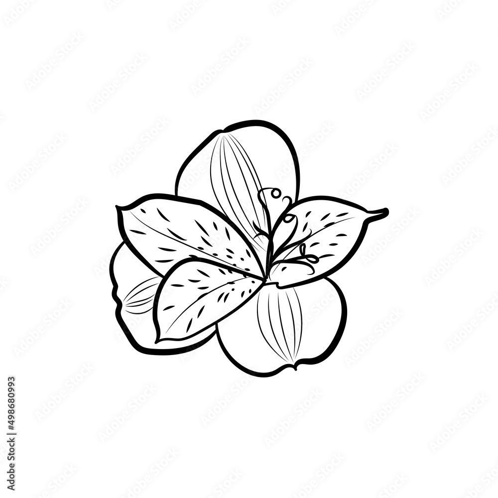 Botanical illustration. Line art flowers Botanical illustration. Line art flowers