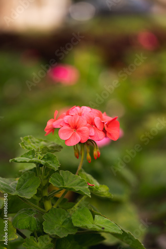 flower pelargonium hortorum rose in the garden