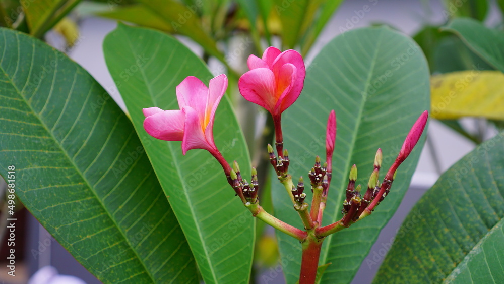 Plumeria known as frangipani, is a genus of flowering plants in the subfamily Rauvolfioideae, of the family Apocynaceae. red blooming plumeria Plumeria known as frangipani, is a genus of flowering plants in the subfamily Rauvolfioideae, of the family Apocynaceae. red blooming plumeria