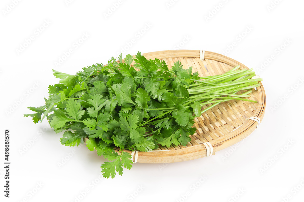 coriander or Chinese parsley isolated on white background coriander or Chinese parsley isolated on white background