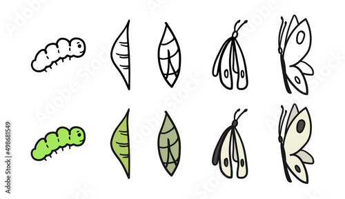 Pieris brassicae metamorphosis. Caterpillar to butterfly development process cocoon transformation, life cycle, growth cabbage butterfly, hand drawn sketch vector illustration. Insect metamorphose. photo