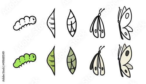 Pieris brassicae metamorphosis. Caterpillar to butterfly development process cocoon transformation, life cycle, growth cabbage butterfly, hand drawn sketch vector illustration. Insect metamorphose.