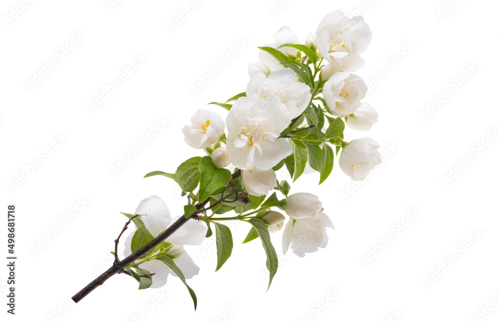 jasmine flower isolated jasmine flower isolated