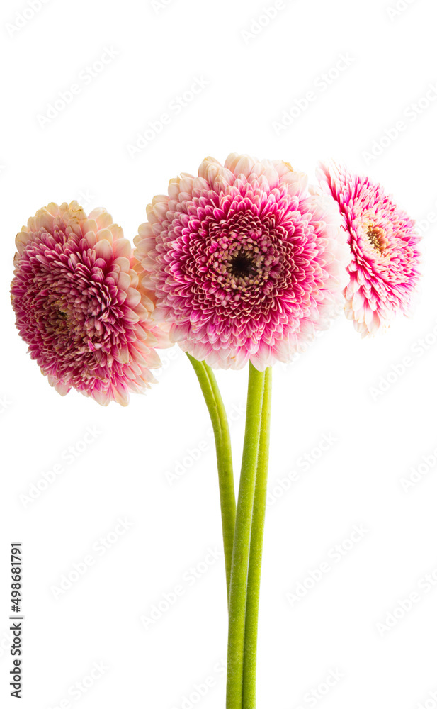 gerbera flower isolated gerbera flower isolated