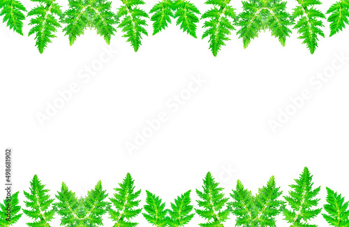 green leaves frame