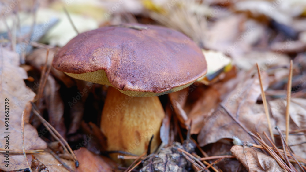 Mushrooms in the forest. Edible mushroom in a pine forest. Close-up photo. Whild Mushrooms outdoors in the forest in autumn Mushrooms in the forest. Edible mushroom in a pine forest. Close-up photo. Whild Mushrooms outdoors in the forest in autumn
