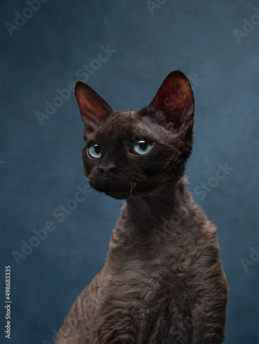 Fényképezés cat breed devon rex on a blue canvas background