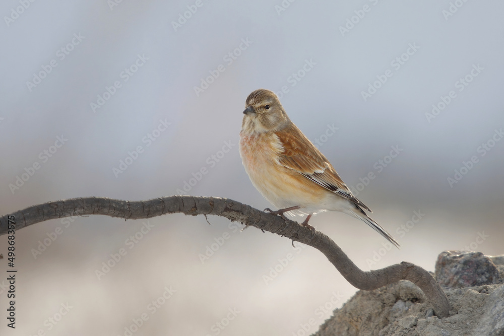 Common linnet (Linaria cannabina) sitting on a stick in early spring. Common linnet (Linaria cannabina) sitting on a stick in early spring.