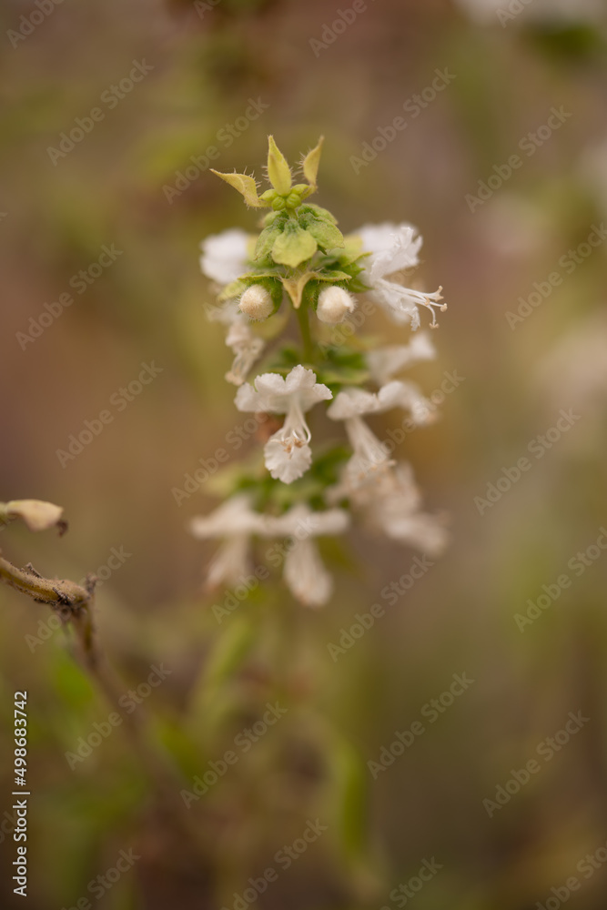 ocimum basilicum flower in the garden ocimum basilicum flower in the garden