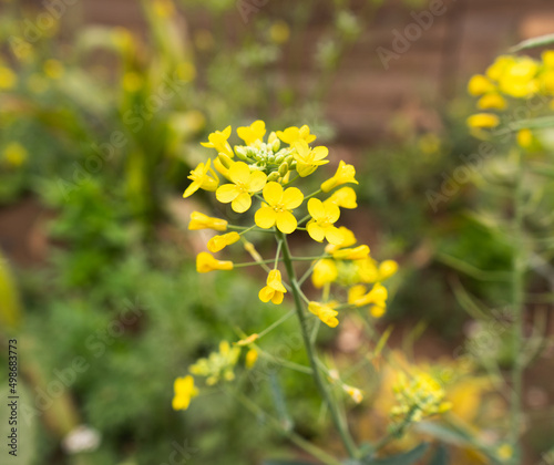 Brassica napus yellow flowers in the garden