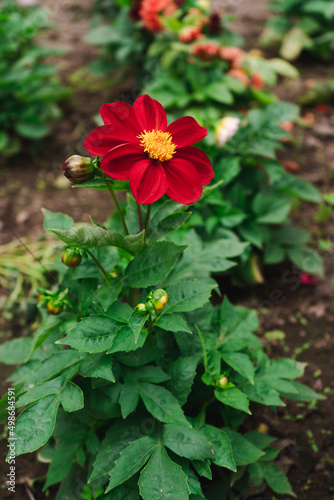 dahlia red and yellow flower