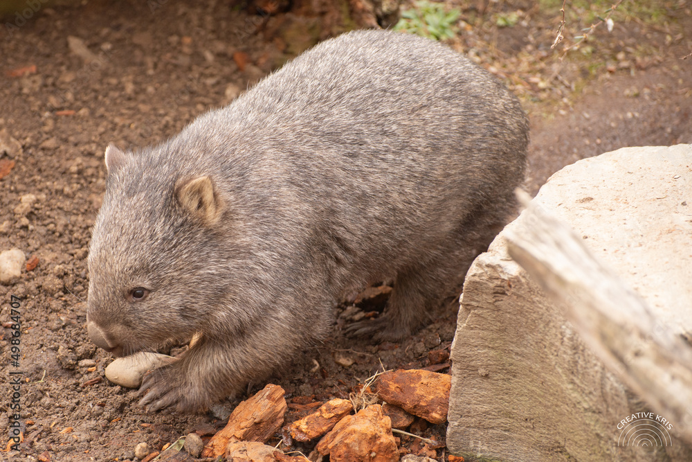 common wombat