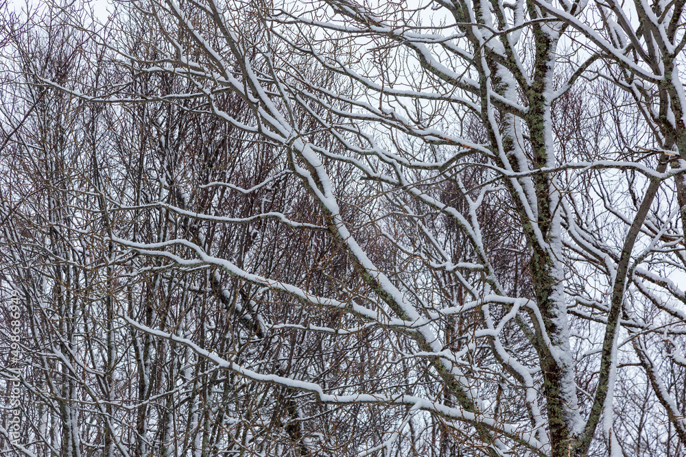 Snow under the trees at Blokken. Lofoten Islands Norway. Snow under the trees at Blokken. Lofoten Islands Norway.