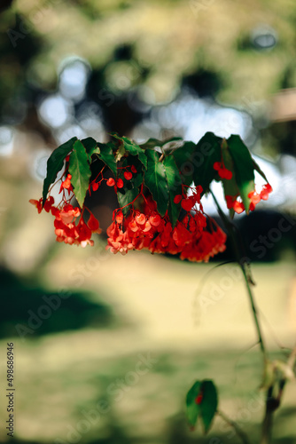 Flowers in the middle of the forest, nature of Australia.