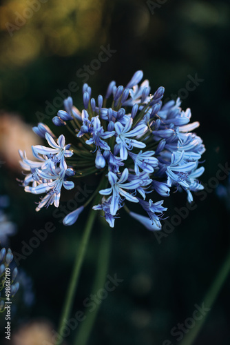Flowers in the middle of the forest, nature of Australia.