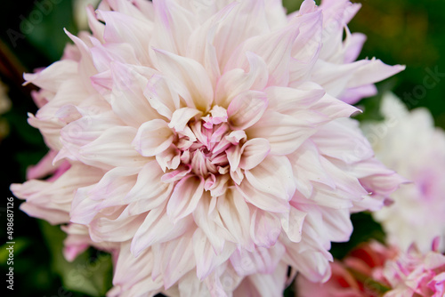 dahlias bright close-up petals of blooming flowers