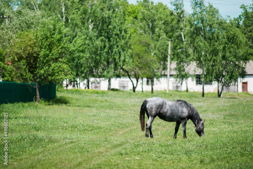 gray horse grazes on a green meadow © Oleg Kyslyi