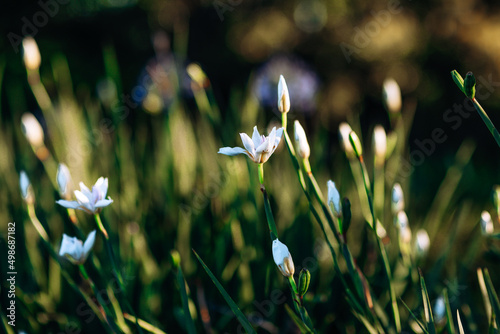 Flowers in the middle of the forest, nature of Australia.