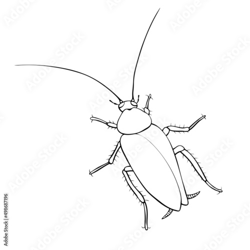 Oriental cockroach, macro of insects. Pest control. Vector outline illustration in cartoon doodle style, isolated