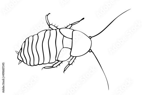Madagascar cockroach, macro of insects. Pest control. Vector outline illustration in cartoon doodle style, isolated