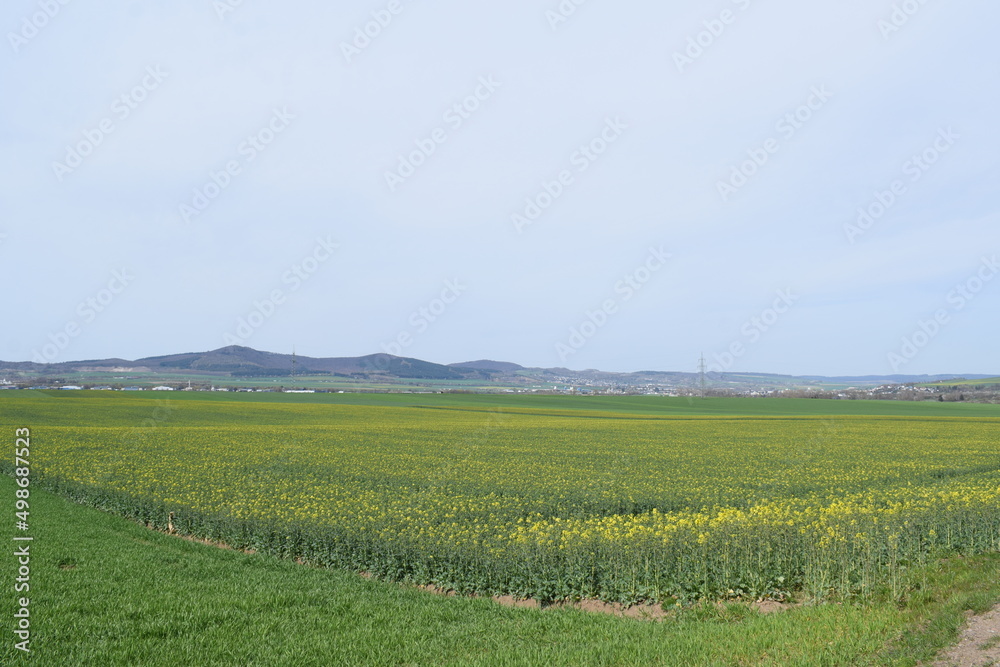 gelbe Felder in der Eifel gelbe Felder in der Eifel