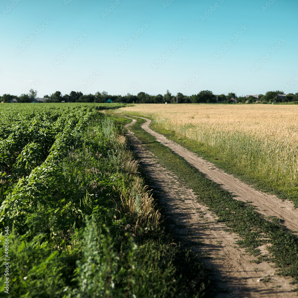 dirt road between wheat and sunflower fields dirt road between wheat and sunflower fields