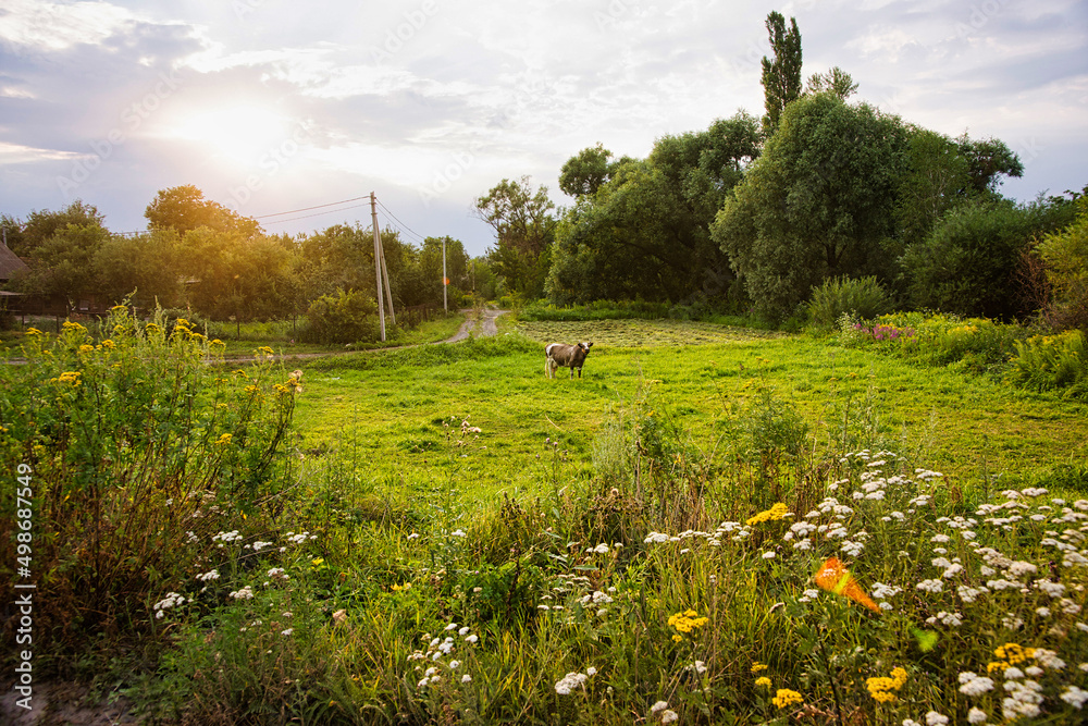 Obraz premium field in a village at sunset with a cow grazing