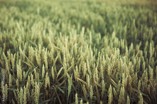 wheat in the field at sunset closeup grain