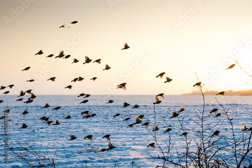 birds fly over a field of land under snow