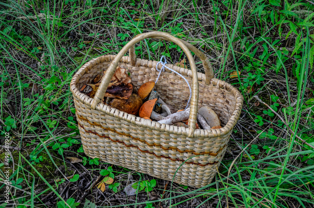 Wild mushrooms in basket. Wild mushrooms in basket.