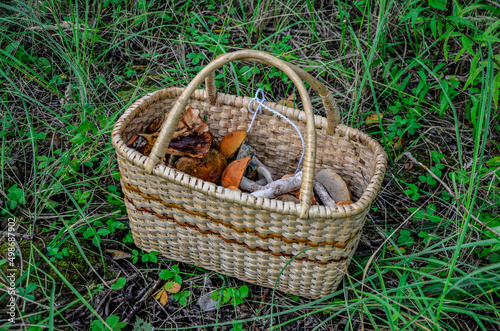 Wild mushrooms in basket.