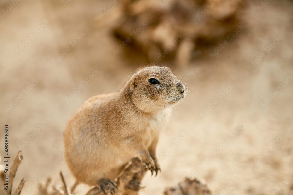Naklejka premium ground squirrel prairie dog sitting on a tree looking