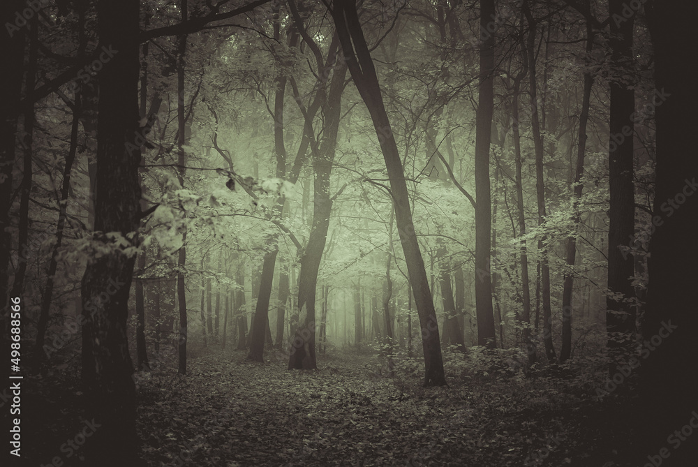 Obraz premium forest in the fog sepia tree crowns