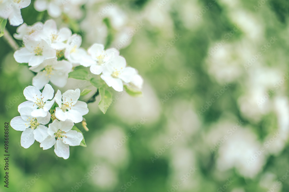 Selective soft focus flowering apple tree branch with white flowers on blurred neutral white and green leaves bokeh background. Neutral light floral nature spring blossom design copy space for text Selective soft focus flowering apple tree branch with white flowers on blurred neutral white and green leaves bokeh background. Neutral light floral nature spring blossom design copy space for text