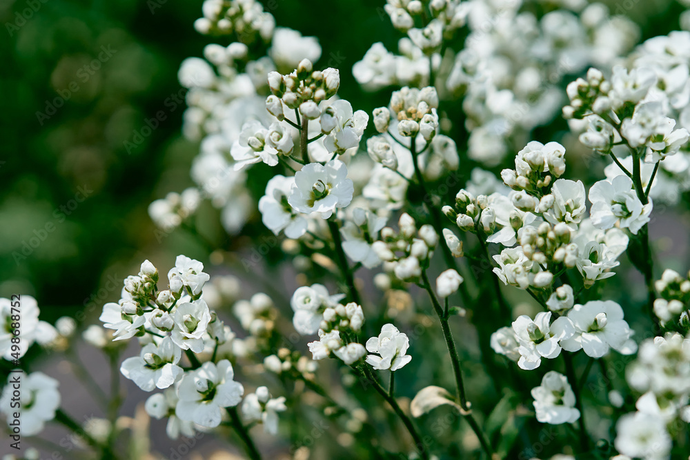 Fresh spring white arabis caucasian blooming flowers on a background of green leaves in the garden in the spring season close up Fresh spring white arabis caucasian blooming flowers on a background of green leaves in the garden in the spring season close up