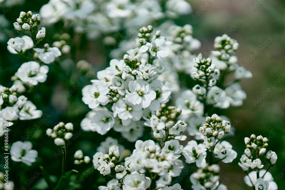 Fresh spring white arabis caucasian blooming flowers on a background of green leaves in the garden in the spring season close up Fresh spring white arabis caucasian blooming flowers on a background of green leaves in the garden in the spring season close up