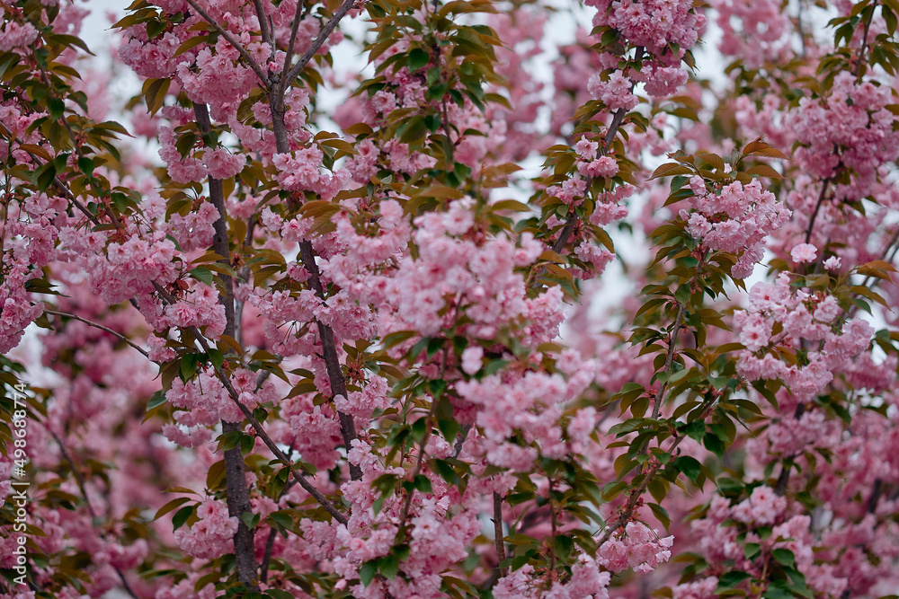 Blooming almond fruit tree, branch sakura in spring Selective focus.