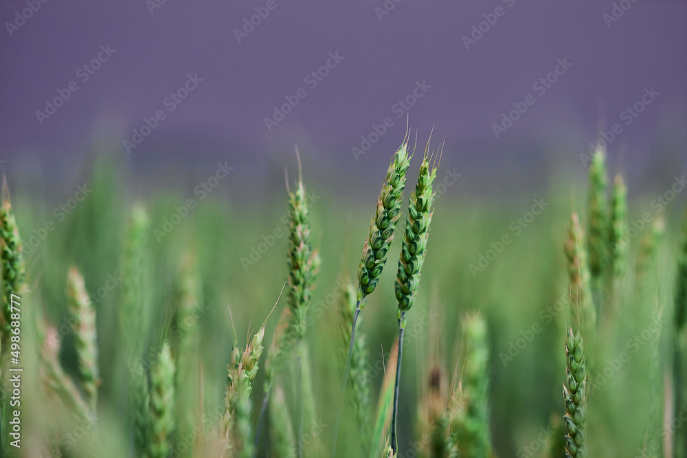 Juicy fresh ears of young green wheat on nature in spring summer field close-up of macro. ripening ears of wheat field. Green Wheat field. Juicy fresh ears of young green wheat on nature in spring summer field close-up of macro. ripening ears of wheat field. Green Wheat field.
