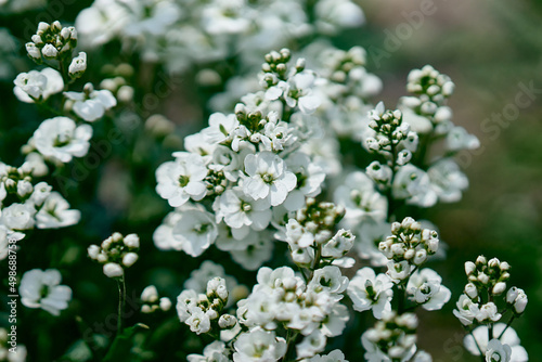 Fresh spring white arabis caucasian blooming flowers on a background of green leaves in the garden in the spring season close up