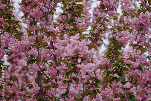 Blooming almond fruit tree  branch sakura in spring Selective focus.