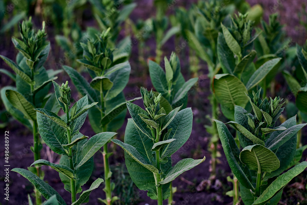 flowering plants tobacco field shag leaves close-up flowering plants tobacco field shag leaves close-up