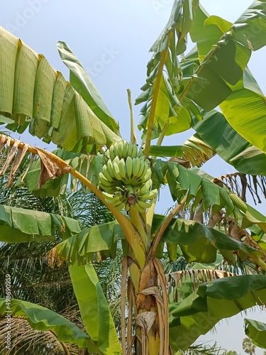 planting banana trees in the garden thailand