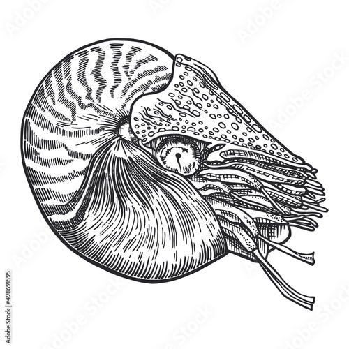 Nautilus sea shell. Marine design. Hand drawn with pen and ink. Black and white graphic sketch of spiral seashells. Underwater inhabitants. Undersea fauna. Isolated on white background.