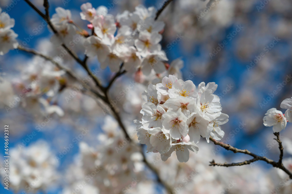 笠原桜公園の桜